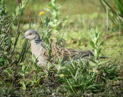 Turtle Dove photographed at Rue des Bergers [BER] on 11/8/2010. Photo: © Mark Guppy