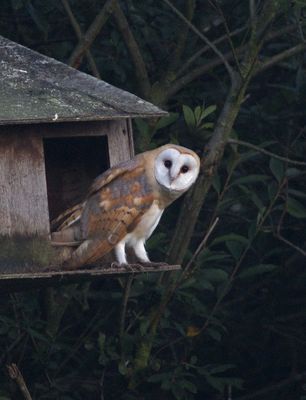 Barn Owl photographed at Rue des Bergers [BER] on 16/8/2010. Photo: © Mike Cunningham