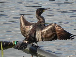 Cormorant photographed at Reservoir [RES] on 21/10/2010. Photo: © Tony Bisson