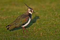 Lapwing photographed at Old Aerodrome [OLD] on 3/12/2010. Photo: © Chris Bale
