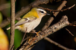 Firecrest photographed at Claire Mare [CLA] on 9/12/2010. Photo: © Chris Bale
