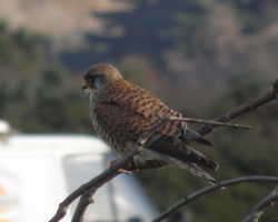 Kestrel photographed at L\'Ancresse on 18/1/2011. Photo: © Cindy Carre