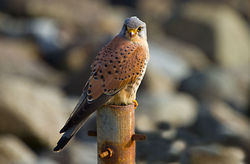 Kestrel photographed at Chouet [CHO] on 19/2/2011. Photo: © Anthony Loaring