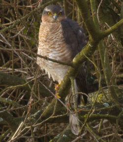 Sparrowhawk photographed at Rue des Bergers [BER] on 19/2/2011. Photo: © Anthony Loaring