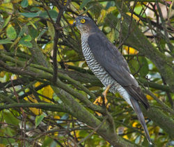 Sparrowhawk photographed at Claire Mare [CLA] on 25/9/2010. Photo: © Anthony Loaring