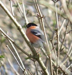 Bullfinch photographed at Talbot Valley [TAL] on 27/2/2011. Photo: © Mark Guppy