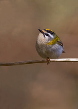 Firecrest photographed at Silbe [SIL] on 9/3/2011. Photo: © Chris Bale