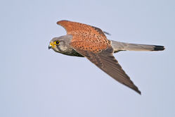 Kestrel photographed at Claire Mare [CLA] on 12/3/2011. Photo: © Chris Bale