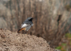 Black Redstart photographed at Fort Doyle [DOY] on 12/3/2011. Photo: © Rod Ferbrache