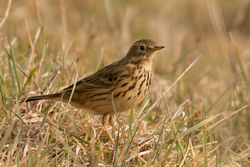 Meadow Pipit photographed at Fort Doyle [DOY] on 12/3/2011. Photo: © Rod Ferbrache
