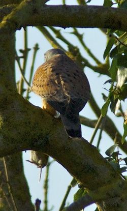 Kestrel photographed at Rue des Bergers [BER] on 13/3/2011. Photo: © Royston Carré