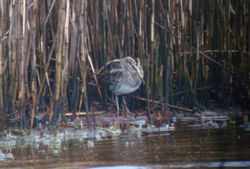 Jack Snipe photographed at Claire Mare [CLA] on 18/3/2011. Photo: © Judy Down