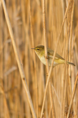 Chiffchaff photographed at Grand Pré on 25/3/2011. Photo: © Rod Ferbrache