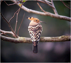 Hoopoe photographed at Les Adams [LDM] on 26/3/2011. Photo: © Mark Guppy
