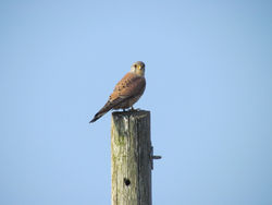 Kestrel photographed at Chouet [CHO] on 27/3/2011. Photo: © Cindy  Carre