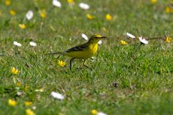 Yellow Wagtail photographed at Colin Best NR [CNR] on 8/4/2011. Photo: © Vic Froome