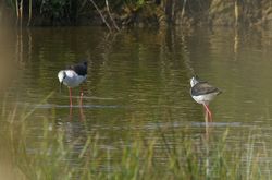 Black-winged Stilt photographed at Claire Mare [CLA] on 10/4/2011. Photo: © Royston Carré