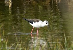 Black-winged Stilt photographed at Claire Mare [CLA] on 10/4/2011. Photo: © Royston Carré