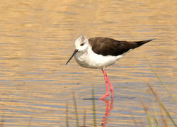 Black-winged Stilt photographed at Claire Mare [CLA] on 10/4/2011. Photo: © Rod Ferbrache