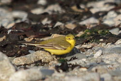 Yellow Wagtail photographed at Beach opp Claire Mare on 20/4/2011. Photo: © Rod Ferbrache