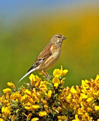 Linnet photographed at Pleinmont [PLE] on 26/4/2011. Photo: © Mike Cunningham