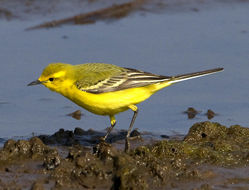 Yellow Wagtail photographed at Claire Mare [CLA] on 28/4/2011. Photo: © Mike Cunningham