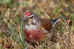 Linnet photographed at Shingle Bank [SHI] on 29/4/2011. Photo: © Vic Froome