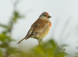 Linnet photographed at Pulias [PUL] on 11/5/2011. Photo: © Royston Carré