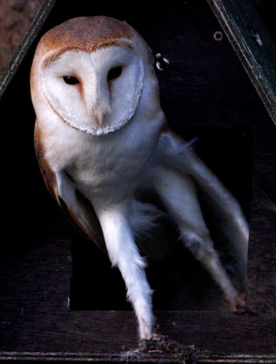 Barn Owl photographed at Select location on 24/5/2011. Photo: © Mike Cunningham
