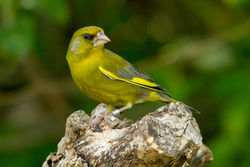 Greenfinch photographed at Bas Capelles [BAS] on 2/6/2011. Photo: © Rod Ferbrache