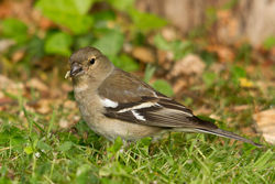 Chaffinch photographed at Bas Capelles [BAS] on 4/6/2011. Photo: © Rod Ferbrache