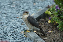 Sparrowhawk photographed at Rocquaine [ROC] on 17/6/2011. Photo: © Steve and Hilary Wild
