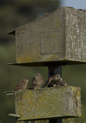 Kestrel photographed at Claire Mare [CLA] on 30/6/2011. Photo: © Mike Cunningham