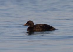 Common Scoter photographed at Pembroke [PEM] on 13/7/2011. Photo: © Vic Froome