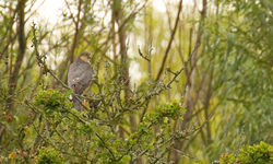 Sparrowhawk photographed at Rue des Bergers [BER] on 19/7/2011. Photo: © Anthony Loaring