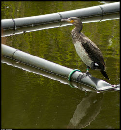 Cormorant photographed at Reservoir [RES] on 24/7/2011. Photo: © Niall Broome