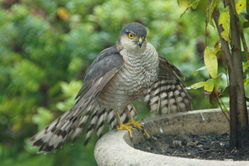 Sparrowhawk photographed at Rocquaine [ROC] on 16/7/2011. Photo: © Steve and Hilary Wild