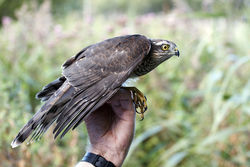 Sparrowhawk photographed at Grands Marais/Pre [PRE] on 24/8/2011. Photo: © Paul  Carre