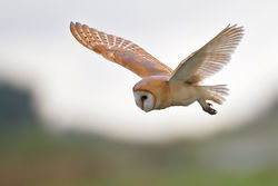 Barn Owl photographed at undisclosed on 27/8/2011. Photo: © Chris Bale