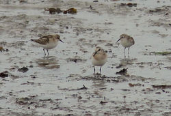 Little Stint photographed at L\'Eree [LER] on 31/8/2011. Photo: © Judy Down