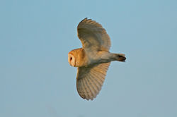 Barn Owl photographed at Chouet [CHO] on 23/9/2011. Photo: © Mike Cunningham