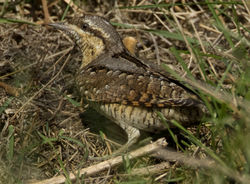 Wryneck photographed at Pulias [PUL] on 27/9/2011. Photo: © Mike Cunningham