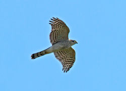 Sparrowhawk photographed at Vale Pond [VAL] on 3/10/2011. Photo: © Mike Cunningham