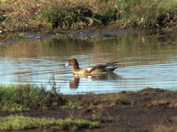 Wigeon photographed at Colin Best NR [CNR] on 3/10/2011. Photo: © Cindy  Carre