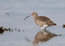 Curlew photographed at Shingle Bank [SHI] on 15/10/2011. Photo: © Allan Phillips