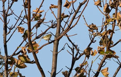 Yellow-browed Warbler photographed at Rousse [ROU] on 15/10/2011. Photo: © Vic Froome