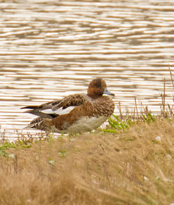 Wigeon photographed at Claire Mare [CLA] on 16/10/2011. Photo: © Anthony Loaring