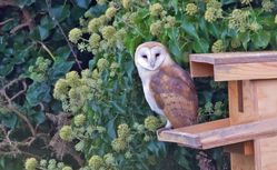Barn Owl photographed at Chouet [CHO] on 22/9/2011. Photo: © Anthony Loaring