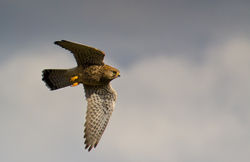 Kestrel photographed at Vale Pond [VAL] on 25/10/2011. Photo: © Anthony Loaring