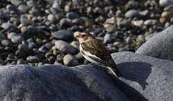 Snow Bunting photographed at L\'Eree [LER] on 29/10/2011. Photo: © Paul Bretel